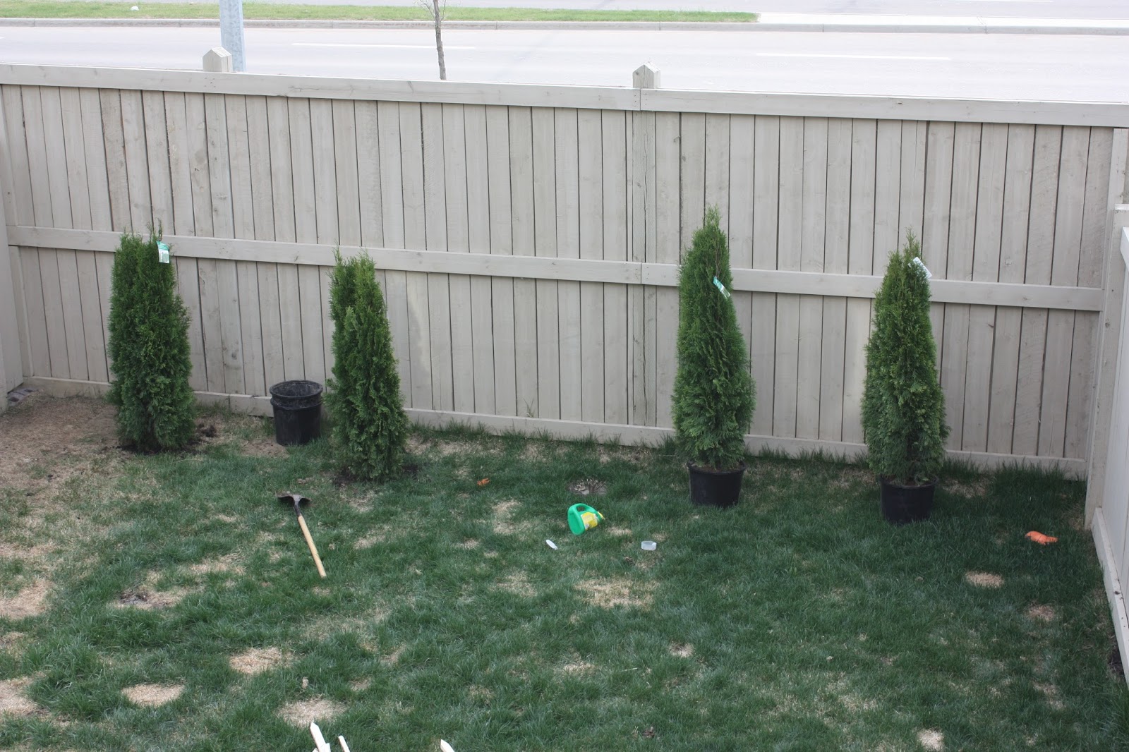 A Guide To Northeastern Gardening Weeping Blue Atlas Cedar Focal