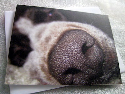 nose october sniffing doggie wet