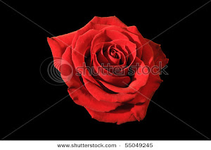 Red Rose