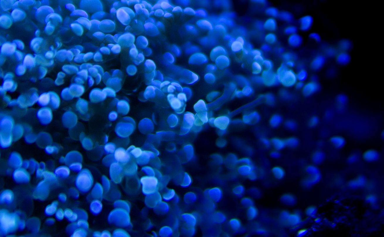 Deep Blue Wallpaper Tookogie Deep Blue Wallpaper Tookogie
