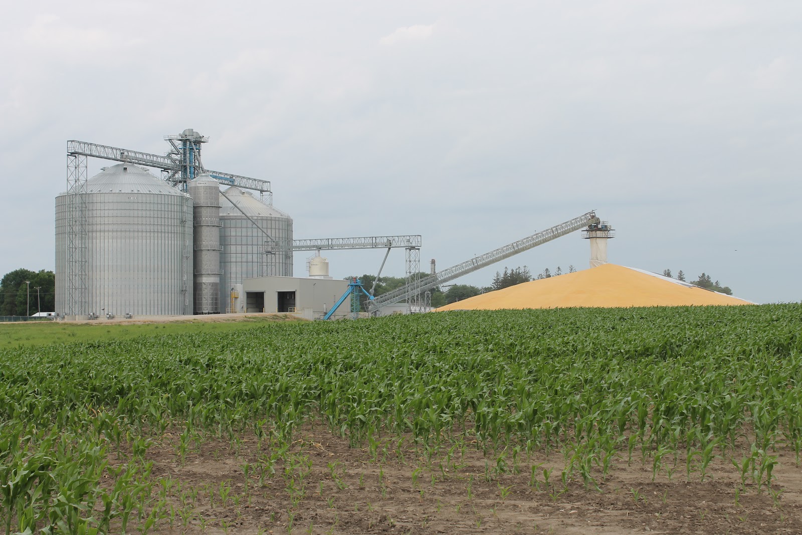 Corn, Beans, Pigs and Kids Farm Friday