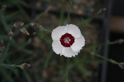 Kerria Japonica Stock Photos Kerria Japonica Stock Images Alamy