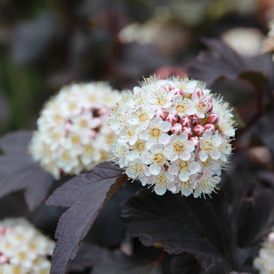 Blærespiræa, blærespirea Blærespiræa, blærespirea
