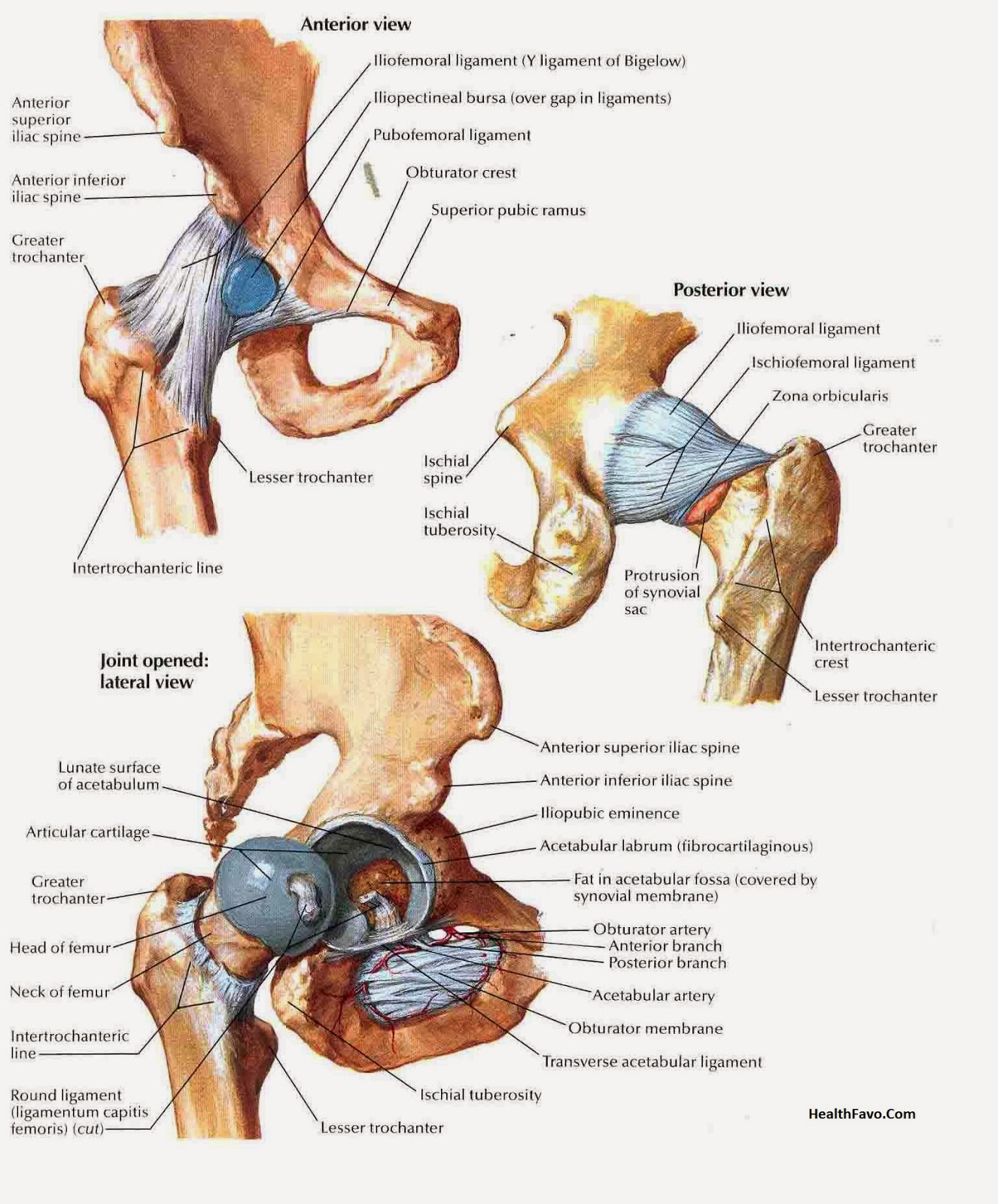 Hip Joint Anatomy Anatomy Picture Reference and Health News