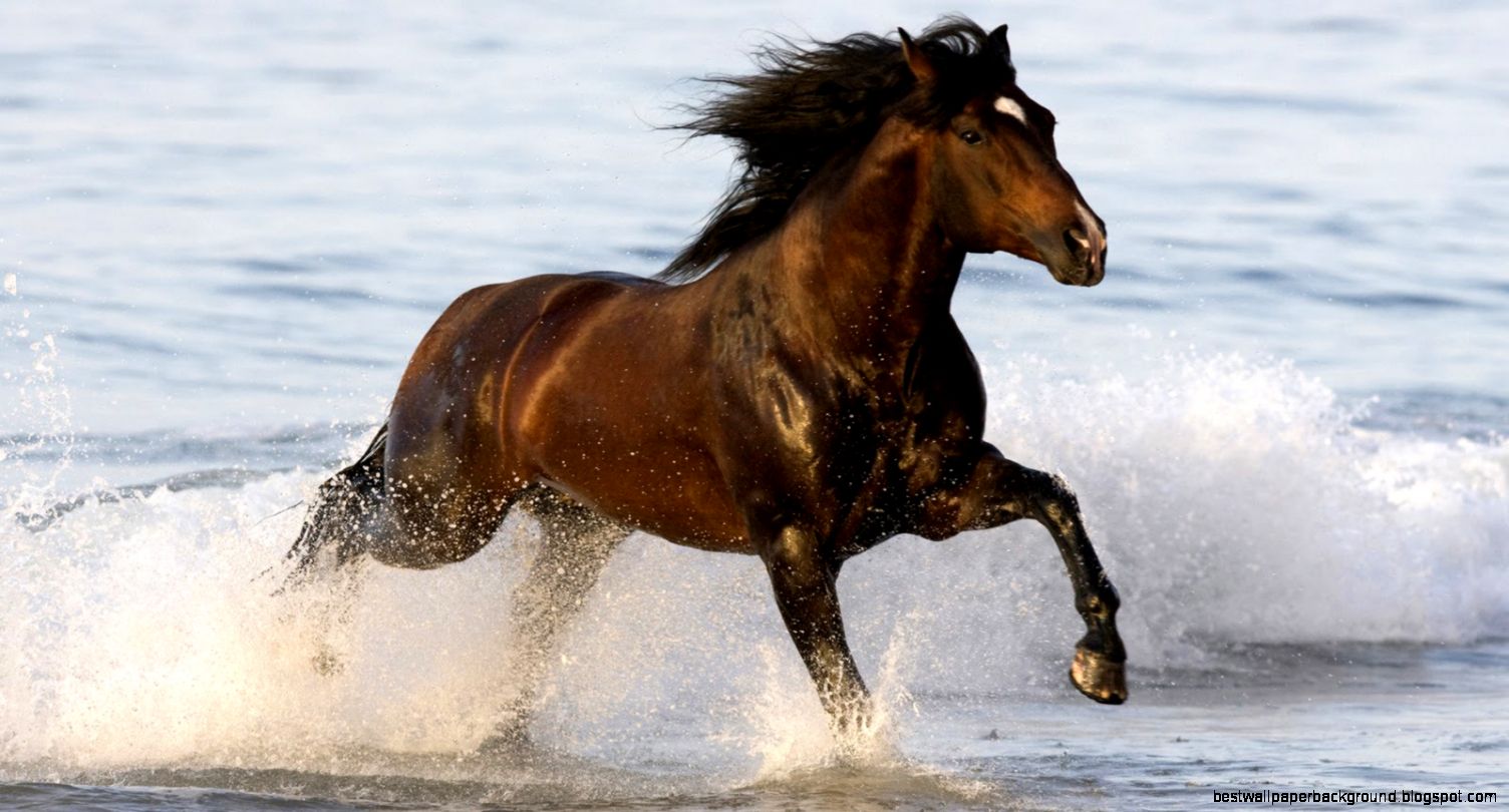 Horse beautiful brown horse images photos high resolution for Horse beautiful brown horse images photos high resolution for