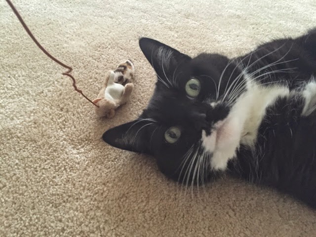 Animals Unfolded Oma S Pride Frozen Cat Food Recalled Over