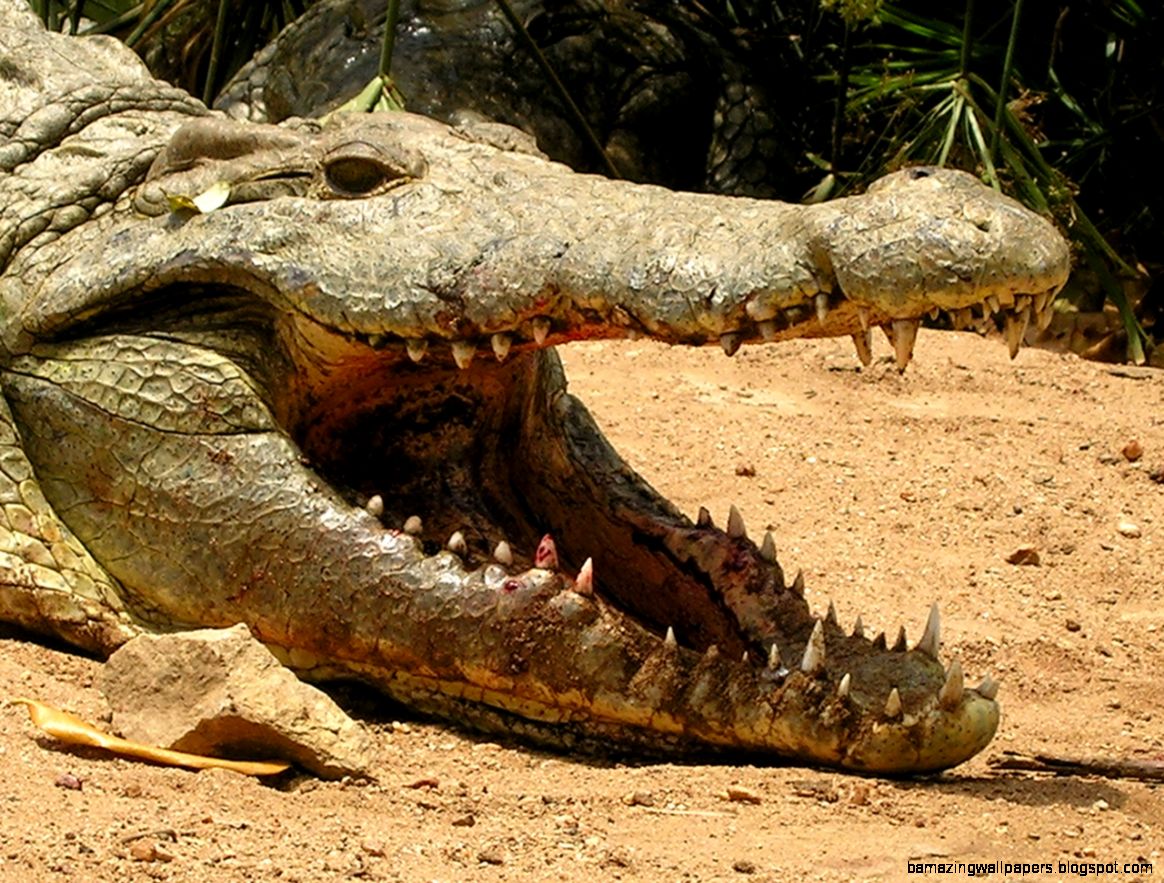 crocodile 013 1280x960 crocodile 013 1280x960