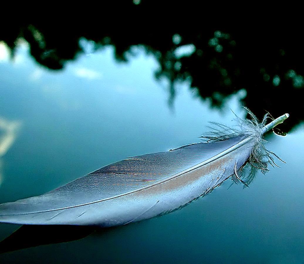 Desktop Wallpaper · Gallery · Windows 7 · Feather bird desktop Desktop Wallpaper · Gallery · Windows 7 · Feather bird desktop