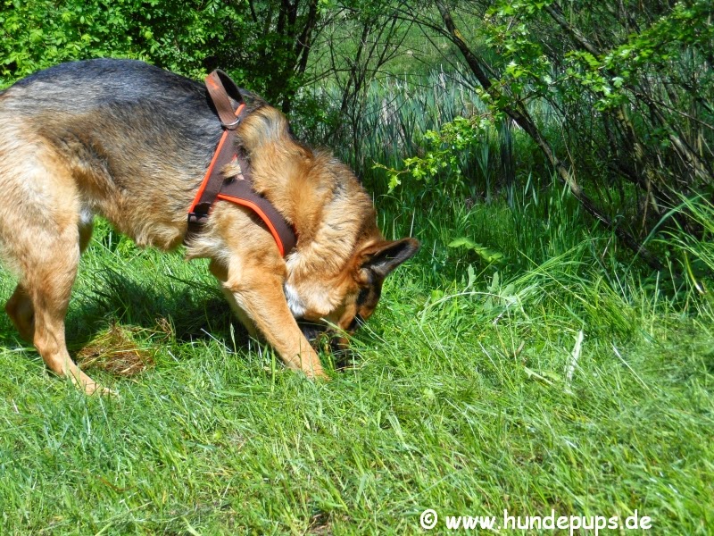Hundepups Nieder mit dem Hund