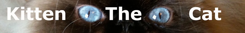 Kitten the Cat