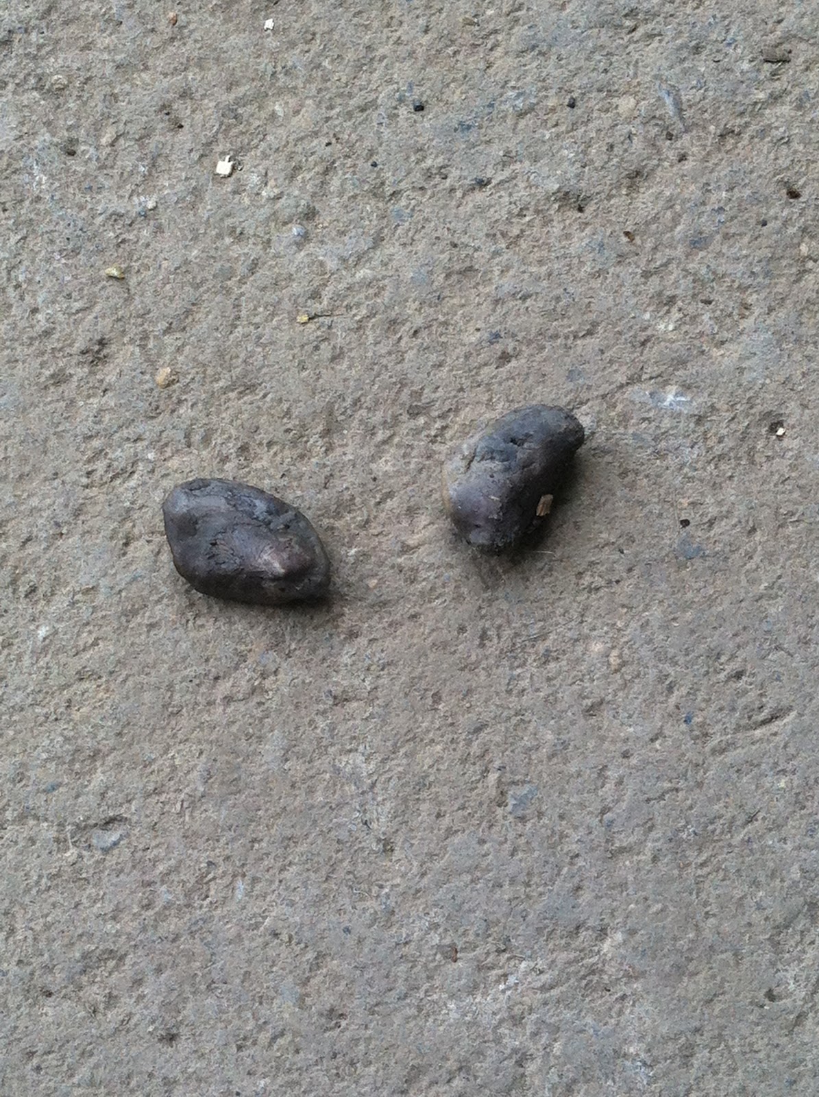 Pony Mama I Don't Know "BEANS" About Cleaning Horse Boy Parts