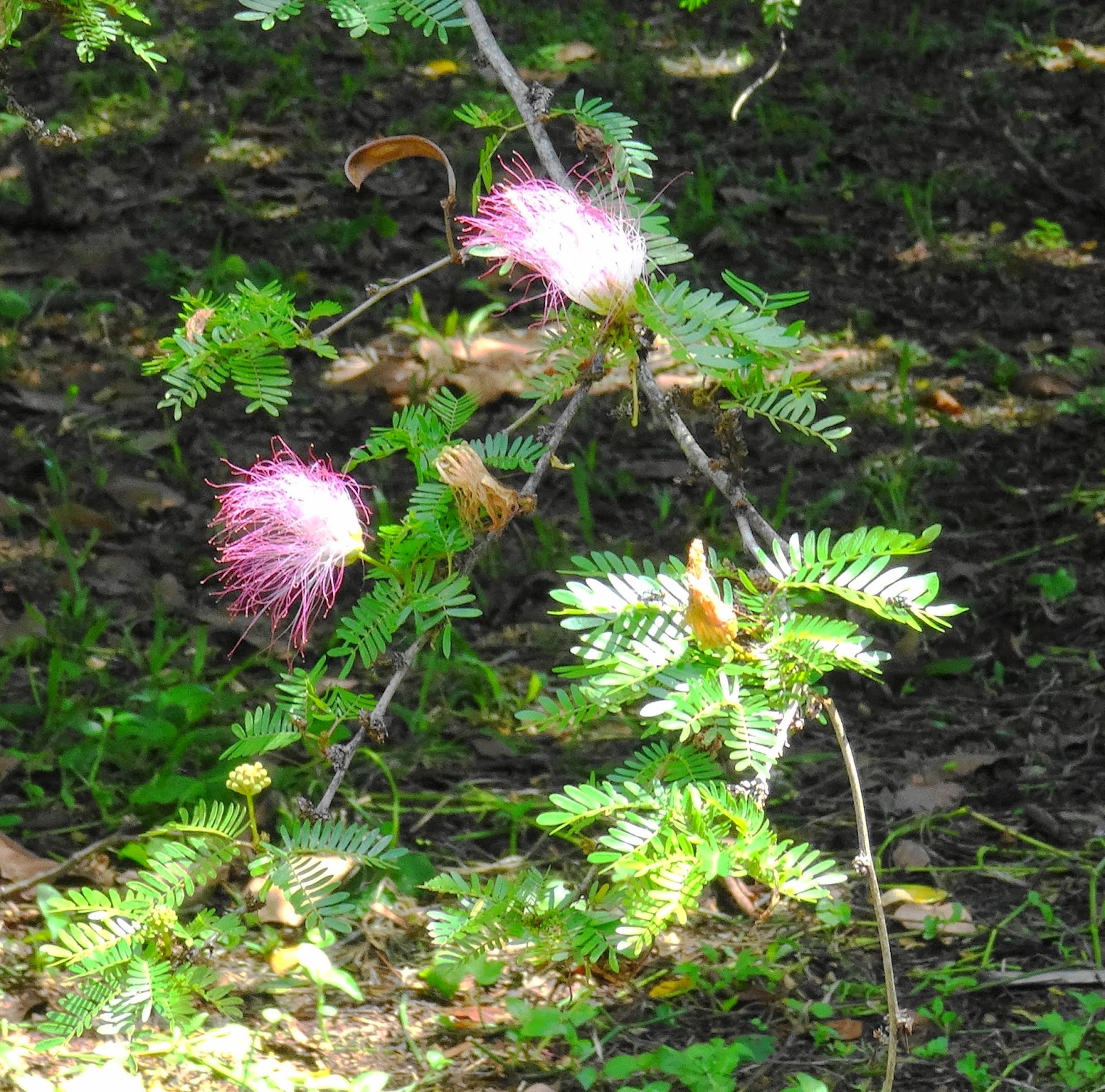 Mobembo na Congo Kinshasa (3)