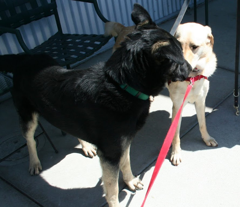 cabana and big black german shepherd touching noses as they meet for the first time