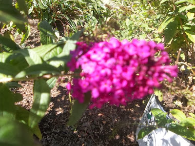 Prince Charming Butterfly Bush Slubne Suknie Info