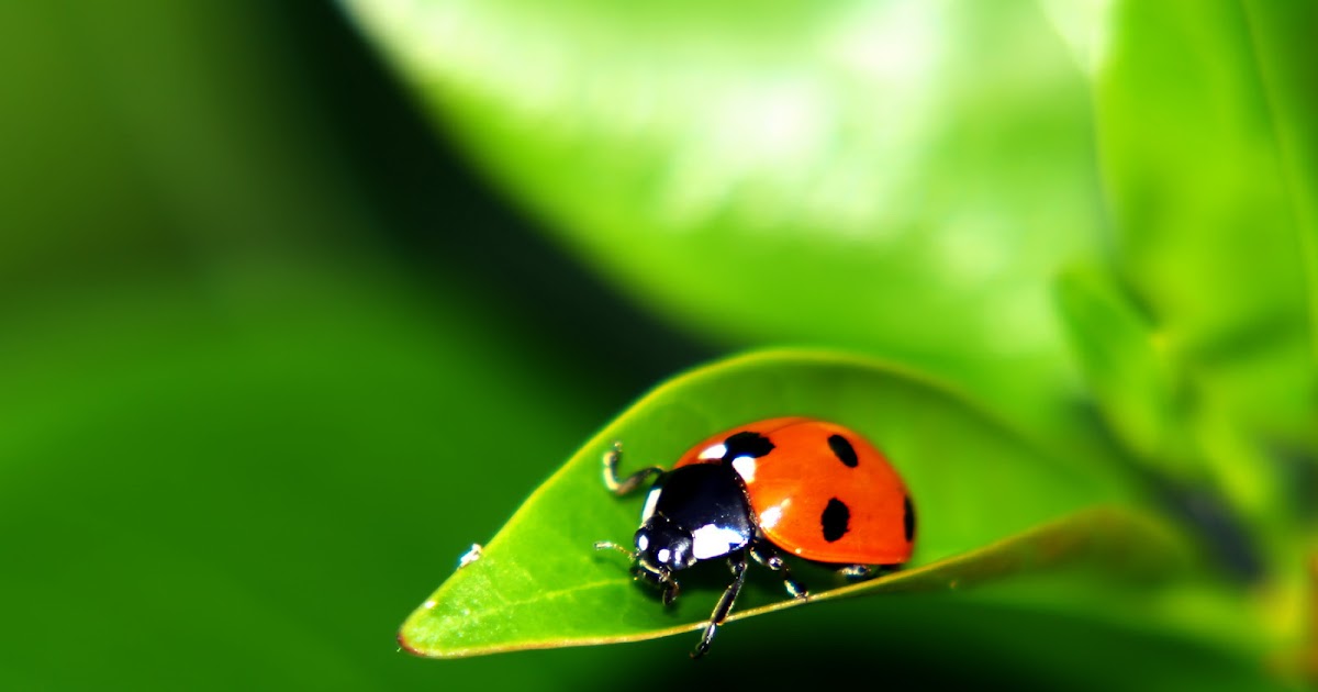 Free Download Cute Ladybug Wallpapers | Wallpapers Area