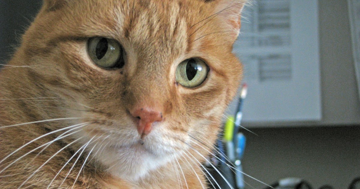 Domestic Thing Smelly Cats