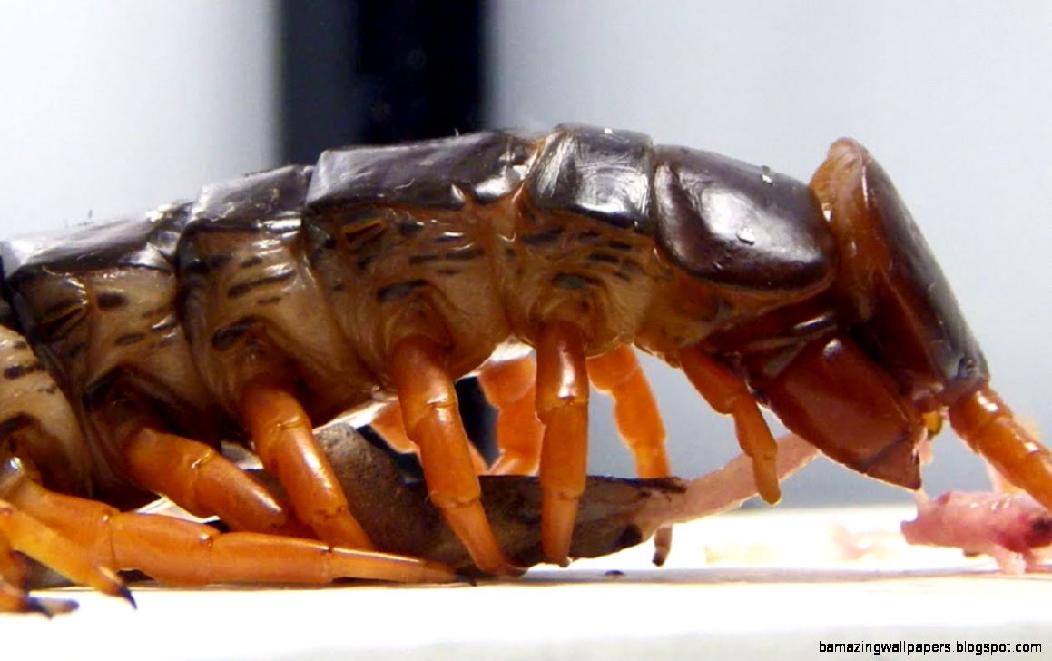 LIVE FEEDING Giant centipede Scolopendra subspinipes YouTube LIVE FEEDING Giant centipede Scolopendra subspinipes YouTube