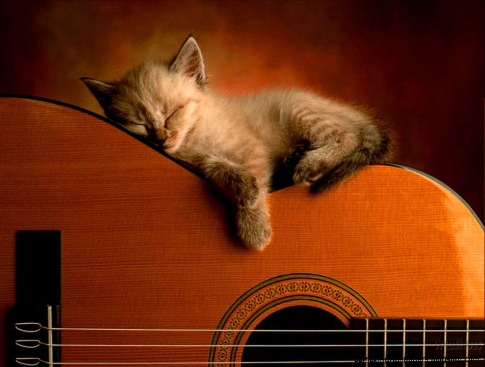 sleeping Cats Wallpaper 247222 Fanpop sleeping Cats Wallpaper 247222 Fanpop