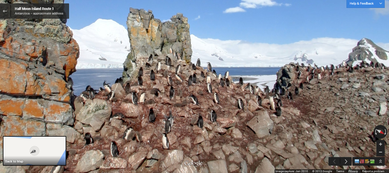 Penguins on Antarctica | Animals on Google maps