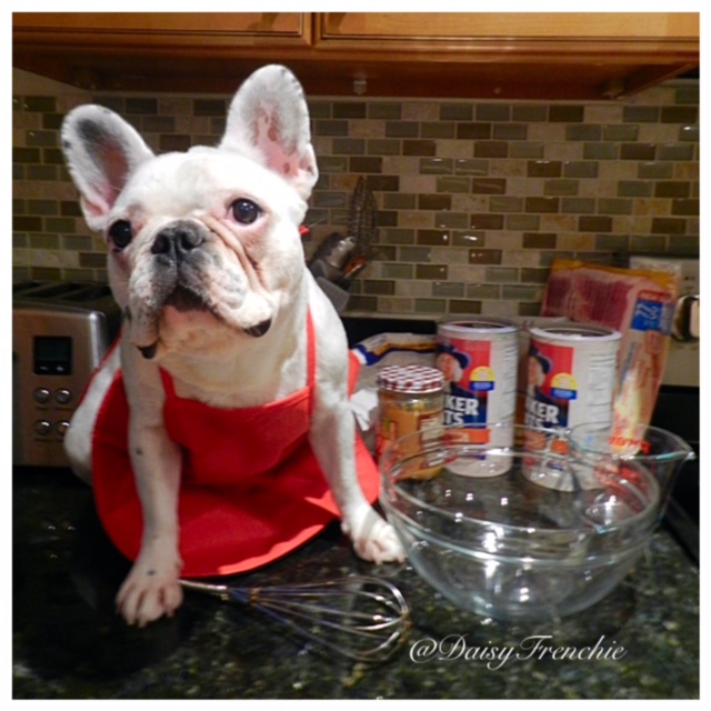 Daisy The French Bulldog Tasty Tuesday Super Easy Bulldog Bacon