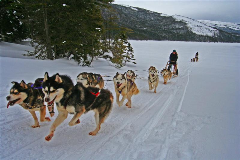 Keith Nicol Adventures Try dog sledding in Gros Morne National Park