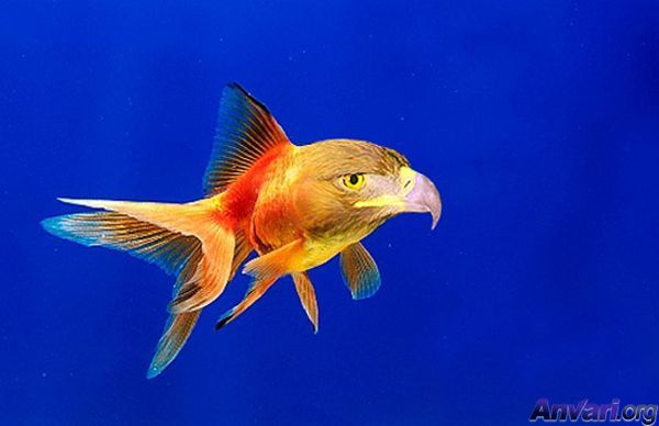 Discover Mass of Funny Facebook Status And Funny Jokes,Quotes: Funny Fishes