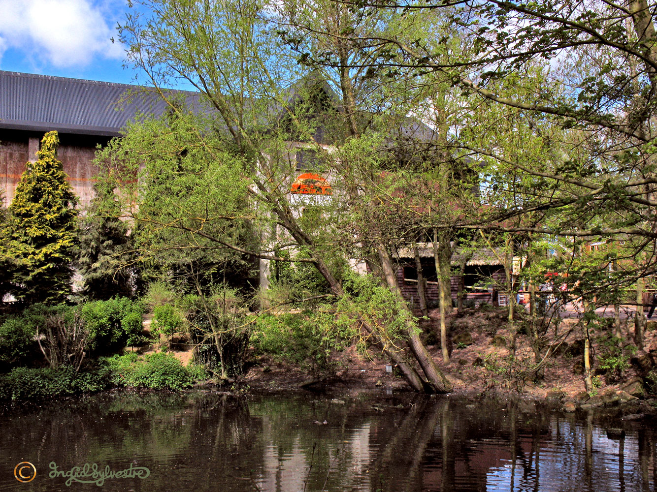 Sylvan Muse Stand Tall for Giraffes at Colchester Zoo!