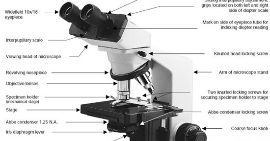 microscope biology lab report Making metric measurements i can't come up with an intro for this i have to write a lab report on this microscope lab we did i'm in biology 1 honors. microscope biology lab report Making metric measurements i can't come up with an intro for this i have to write a lab report on this microscope lab we did i'm in biology 1 honors.
