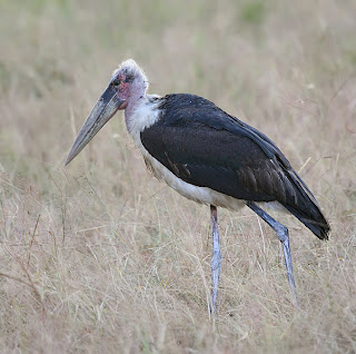 Marabou-Stork-Kruger-Park