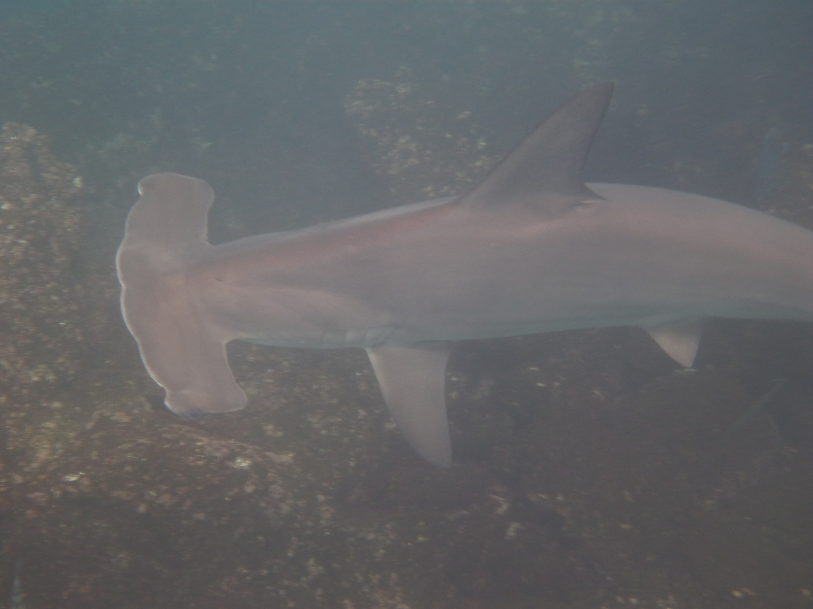 Finformation: The Scalloped Hammerhead Shark