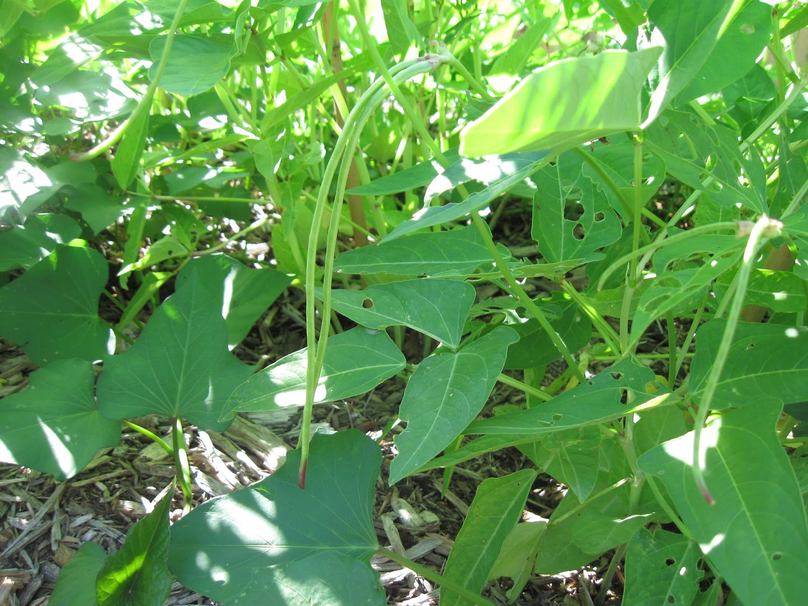 Kentucky Fried Garden Okra, Pole Beans, and Cucumbers