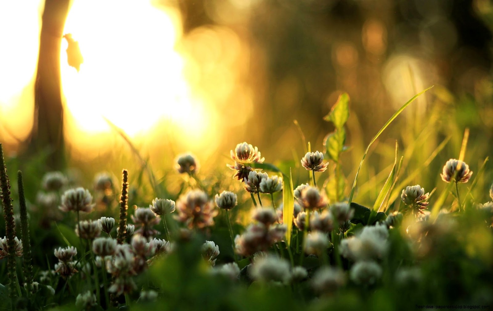 HD Nature Flower Wallpaper for Desktop Free Download HD Nature Flower Wallpaper for Desktop Free Download