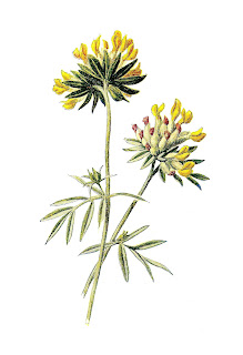 digital wildflower download stock wildflower image flower clip art