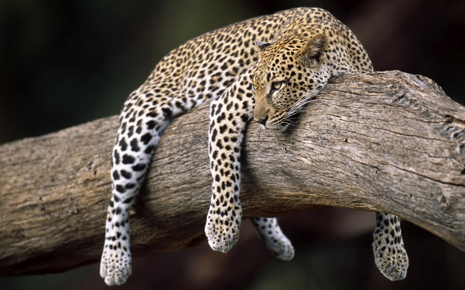 Mashababko Wallpaper Hd Guepard