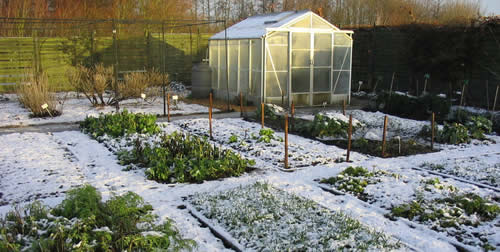 Garden in the Winter