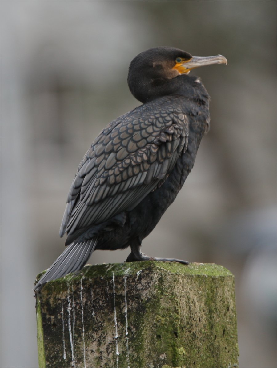 Murfs Wildlife Great Cormorant