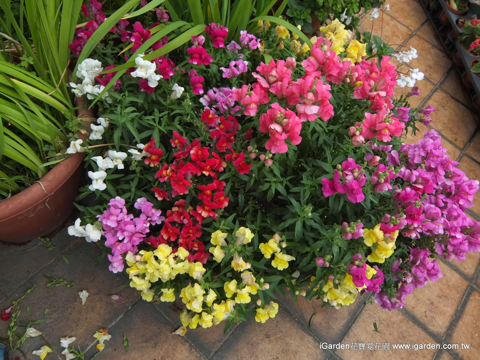 初夏梅雨季 五月開的花 2014年5月igarden 頂樓花園實錄 園藝部落格 Igarden 花寶愛花園園藝文摘plus