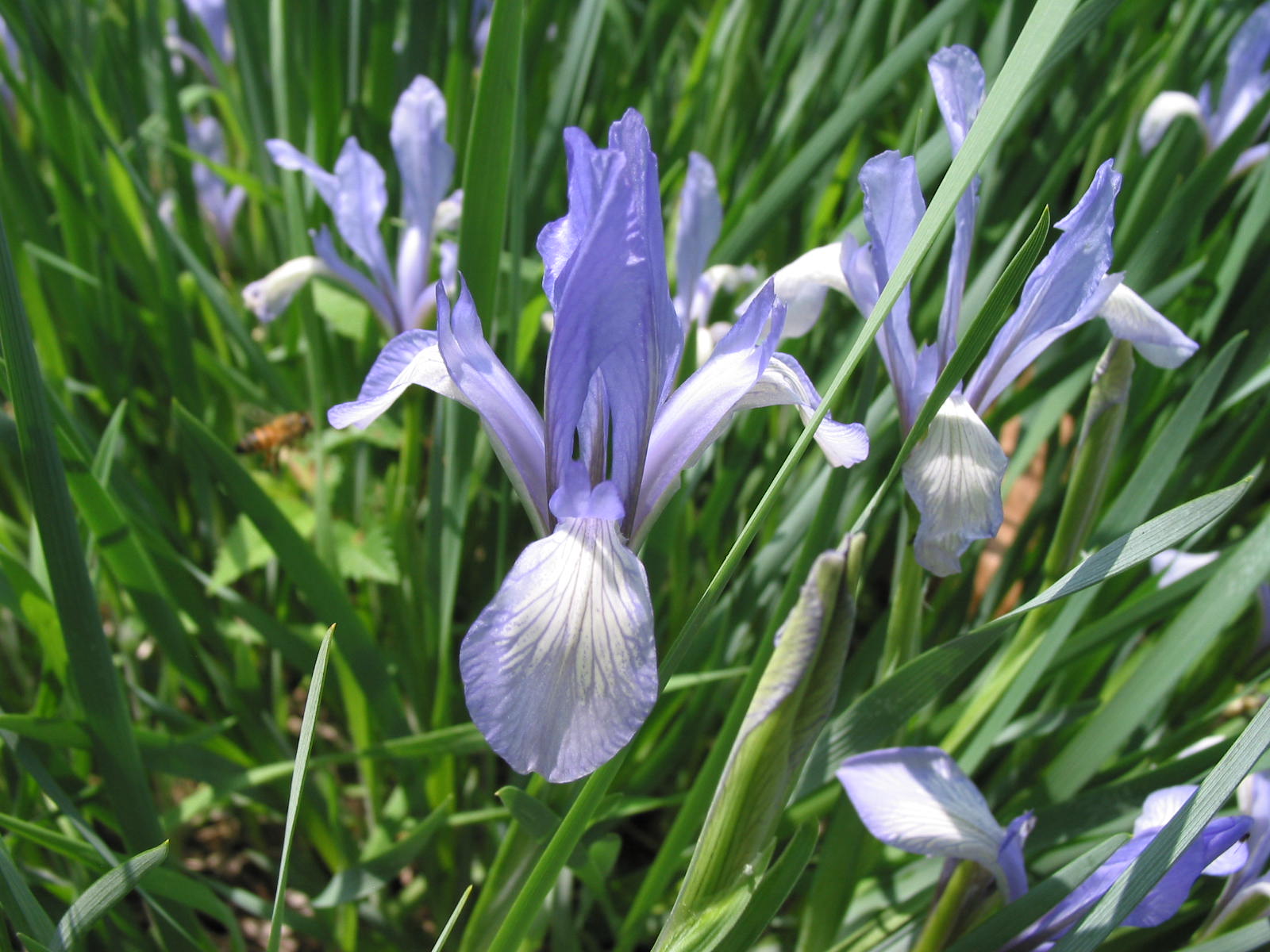 World of Irises Why do you grow irises?