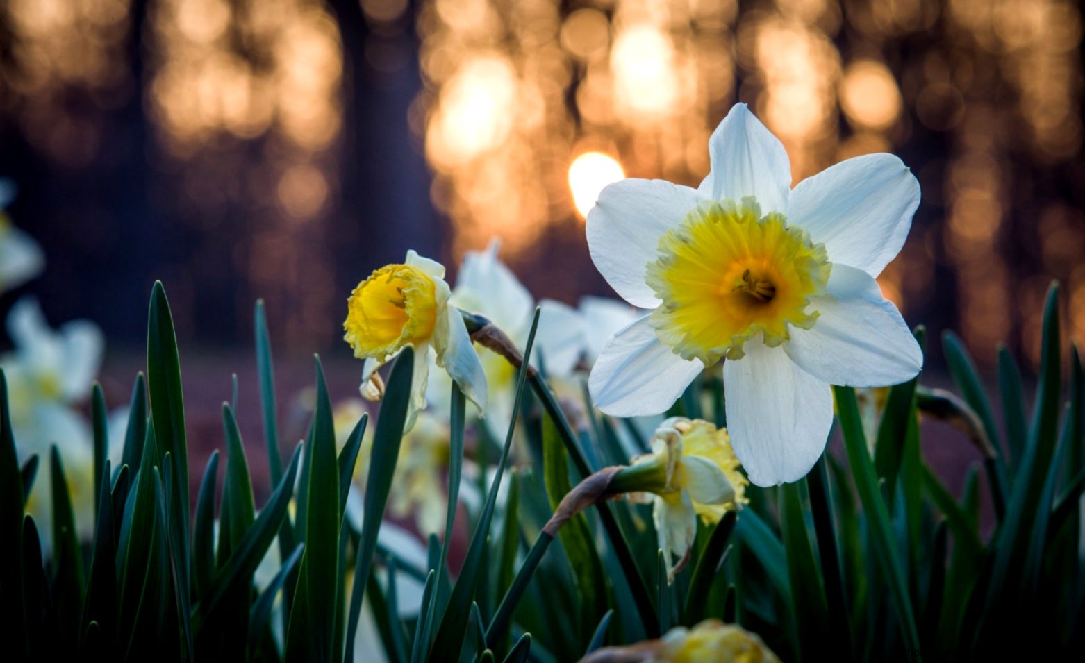 Daffodils Flowers Spring Nature HD Wallpaper   FreeWallsUp Daffodils Flowers Spring Nature HD Wallpaper   FreeWallsUp