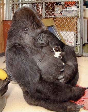  gorilla holding cat 