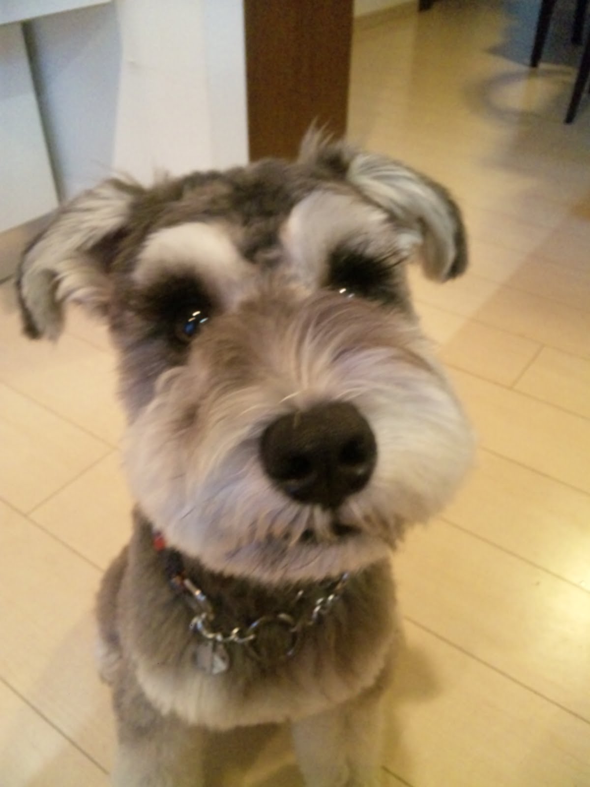 ミニチュアシュナウザーのコナンです 吠えるんです