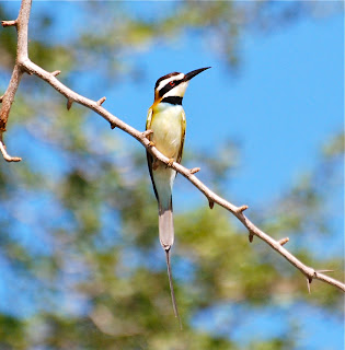 White-Throated Bee-Eater