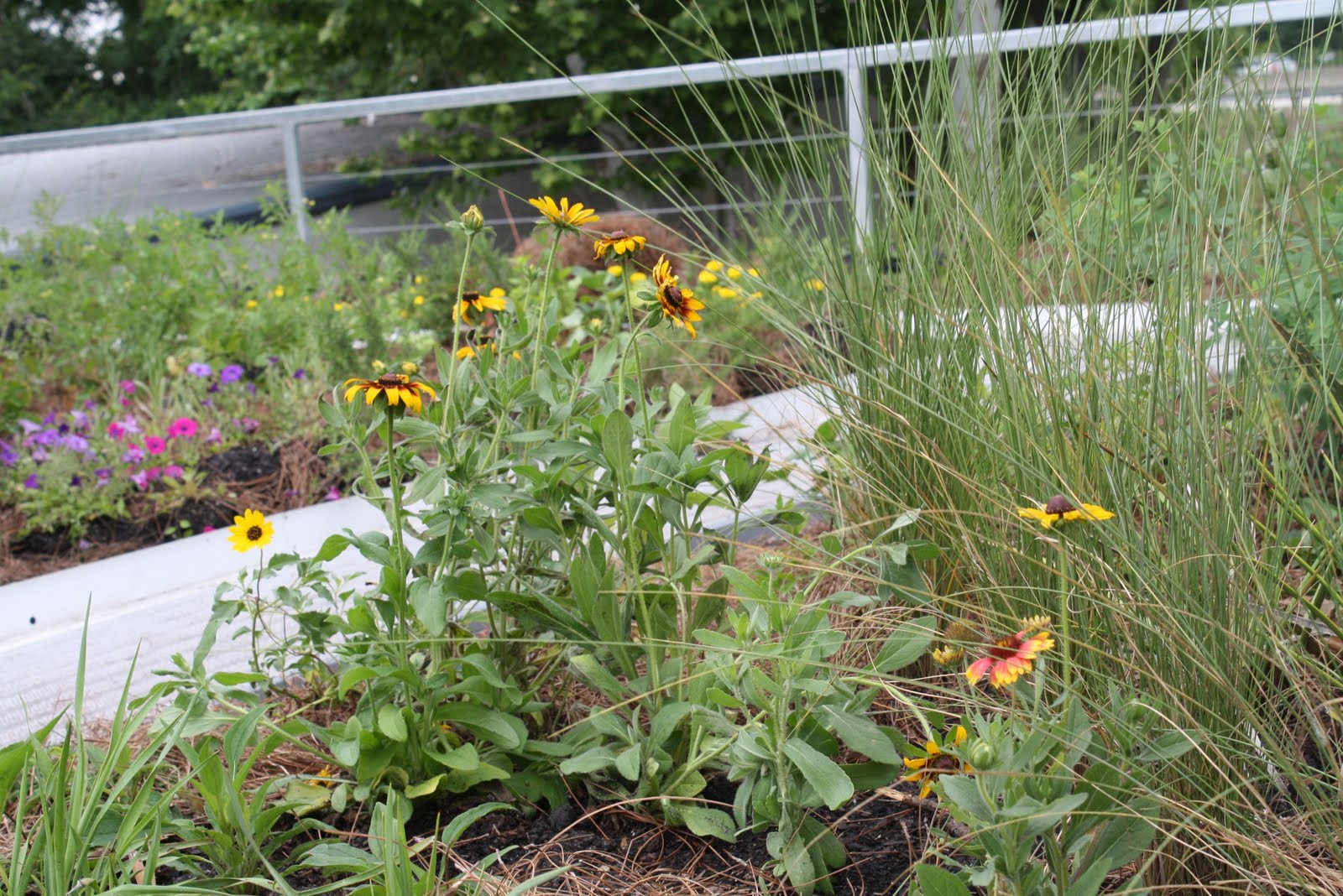 Seeds For Green Roofs Rudbeckia hirta, Green Roof Plant