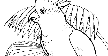 Gambar Foto Hewan: gambar mewarnai burung kakatua