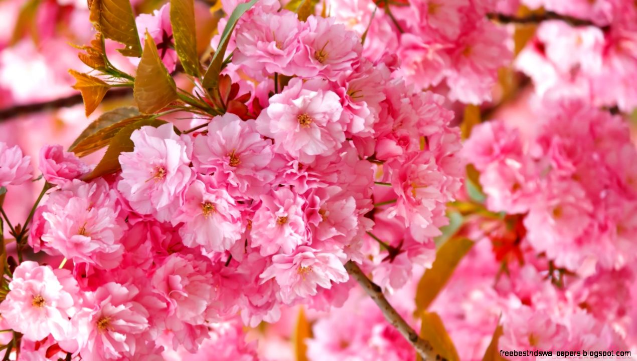 Beautiful Pink Japanese Sakura Tree HD desktop wallpaper Beautiful Pink Japanese Sakura Tree HD desktop wallpaper