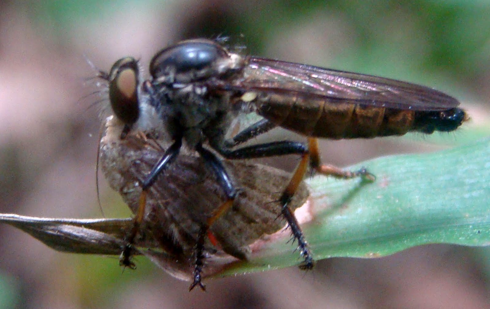 Robberfly with a moth prey