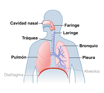 Resultado de imagen de aparato respiratorio para niños
