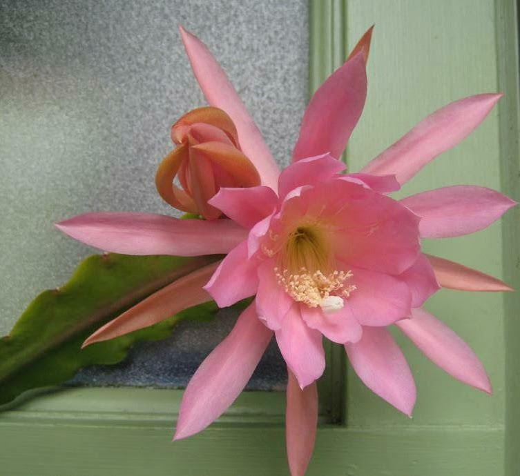 rosekraft Orchid Cactus in Bloom!