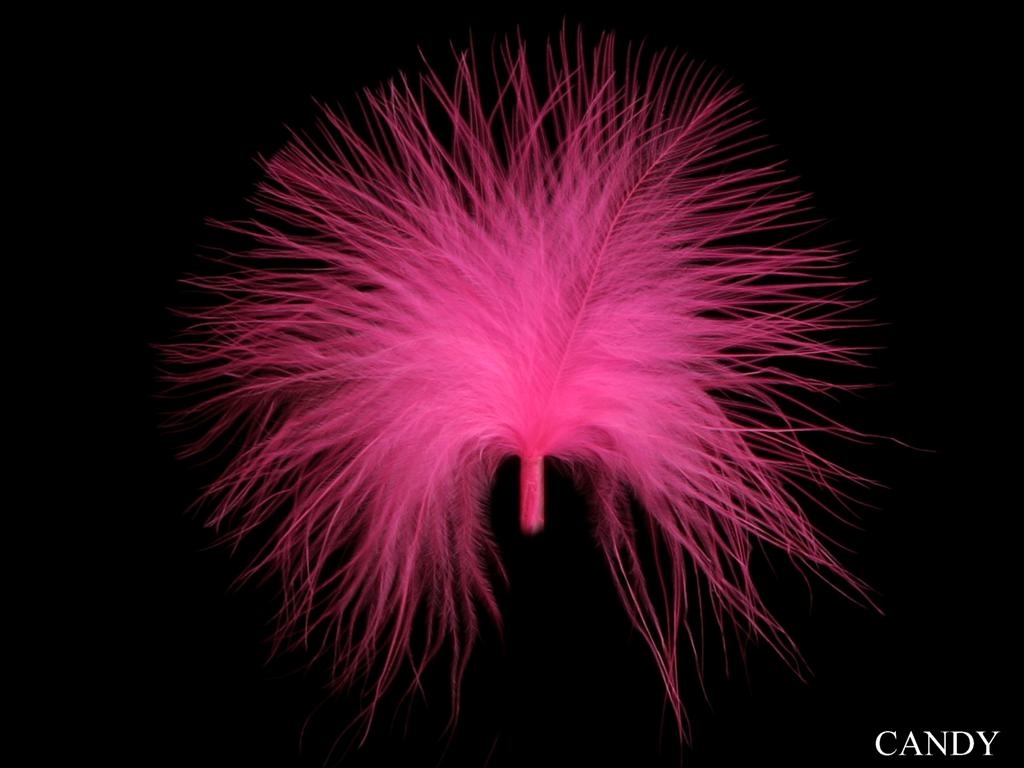 Online Birds Feathers In UK