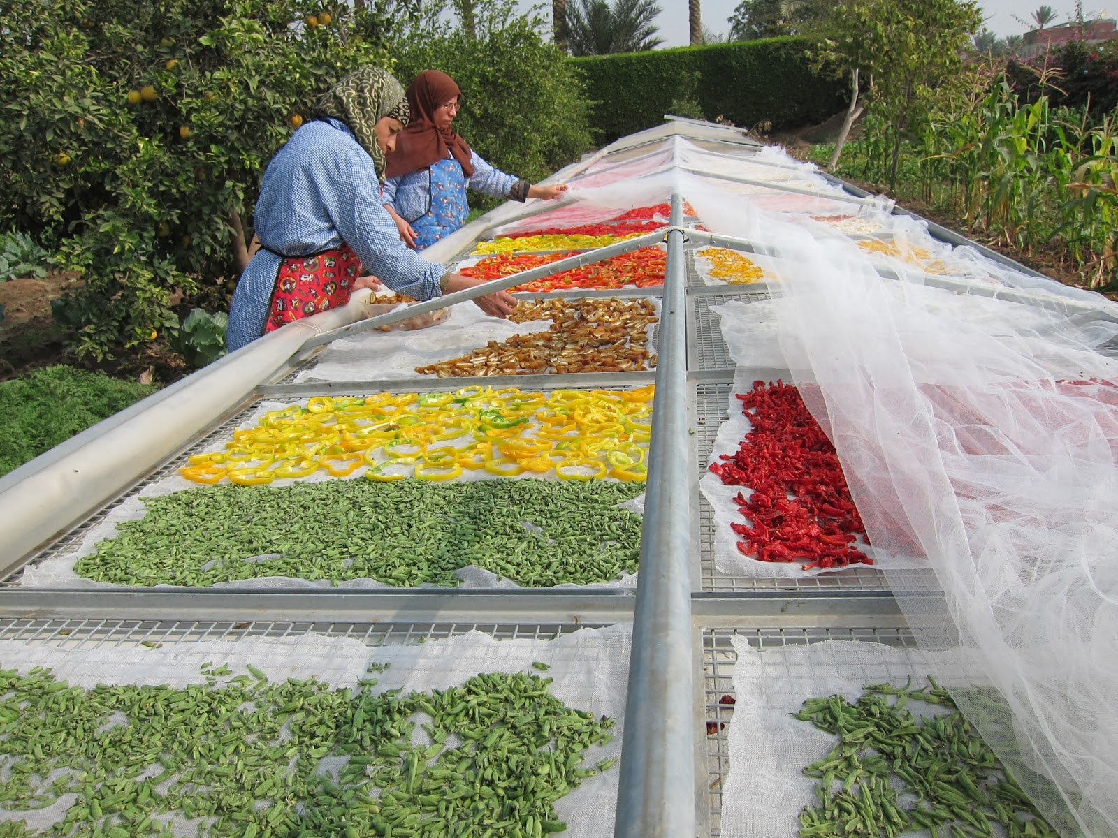 Cut and Dried... Minnie's Dried Fruits & Vegetables About Minnie's